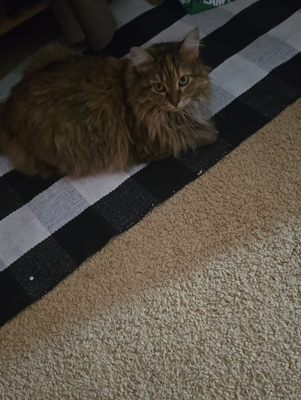 Cat Fun - Kitties No Sale Ad Only Cat SUPPORT TY! Live Show Req.